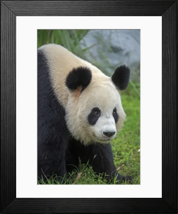 Framed Print : Picture No. 11676757 Framed Print : Picture No. 11676757