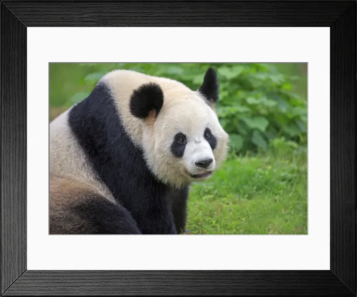 Framed Print : Picture No. 11676758 Framed Print : Picture No. 11676758