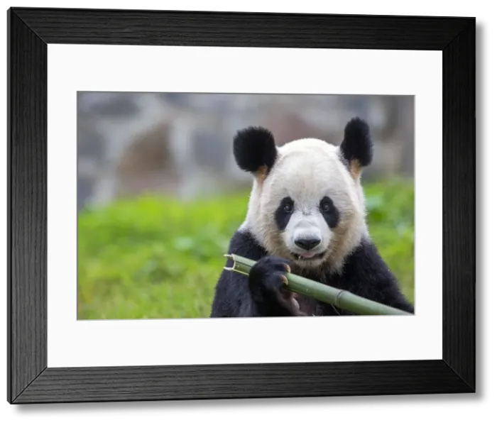 Framed Print : Picture No. 11676760 Framed Print : Picture No. 11676760