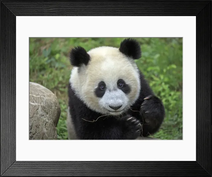 Framed Print : Picture No. 11676759 Framed Print : Picture No. 11676759
