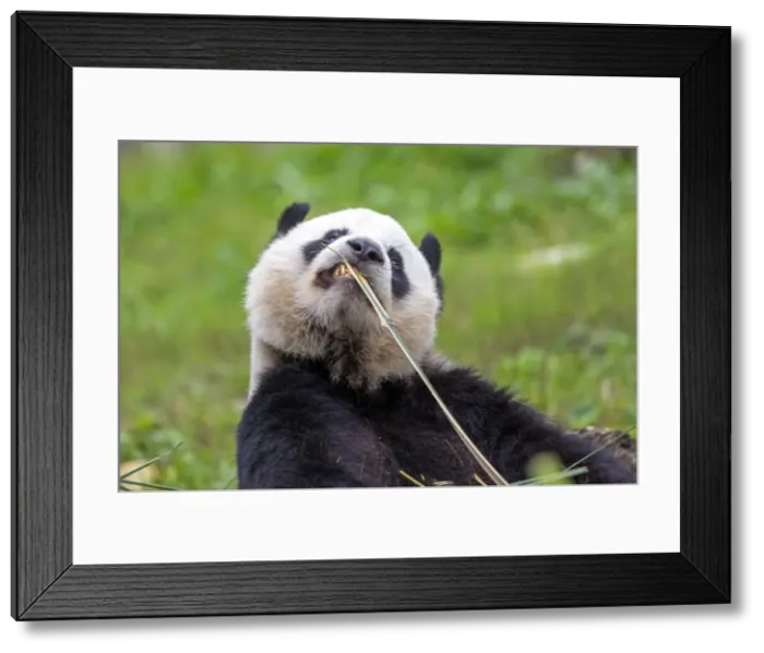 Framed Print : Picture No. 11676761 Framed Print : Picture No. 11676761