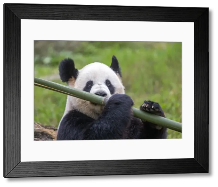Framed Print : Picture No. 11676762 Framed Print : Picture No. 11676762