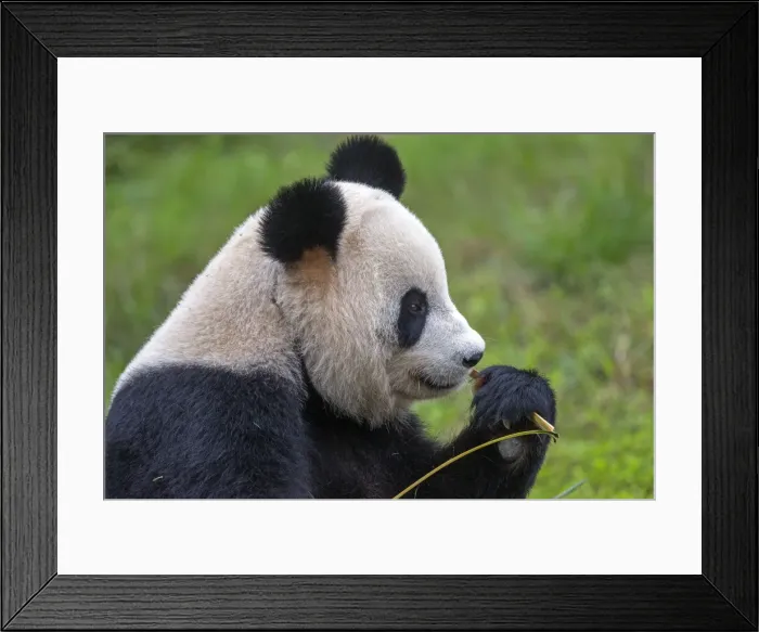 Framed Print : Picture No. 11676763 Framed Print : Picture No. 11676763