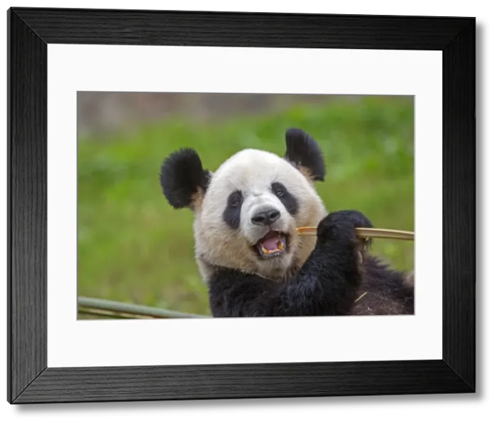 Framed Print : Picture No. 11676764 Framed Print : Picture No. 11676764
