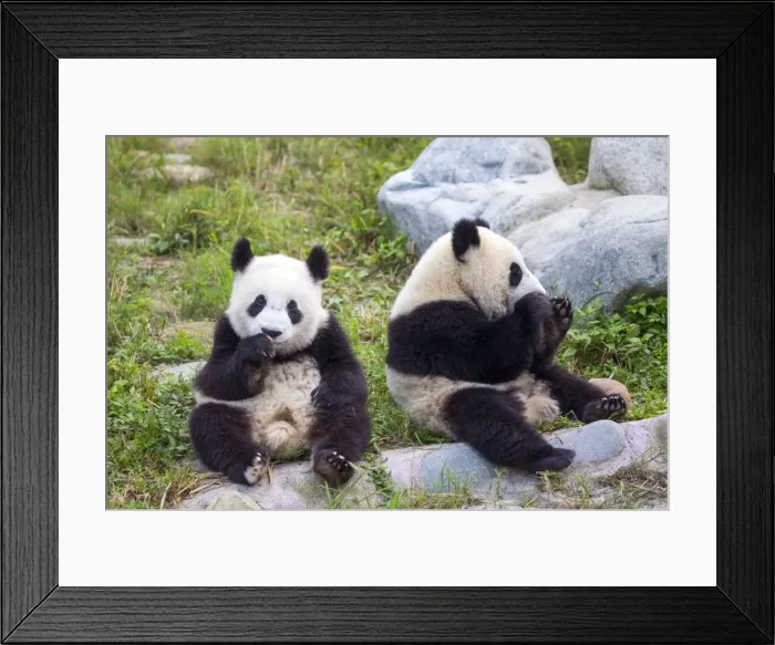 Framed Print : Picture No. 11676766 Framed Print : Picture No. 11676766