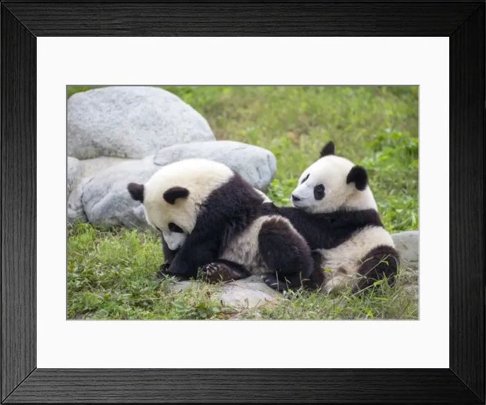 Framed Print : Picture No. 11676768 Framed Print : Picture No. 11676768