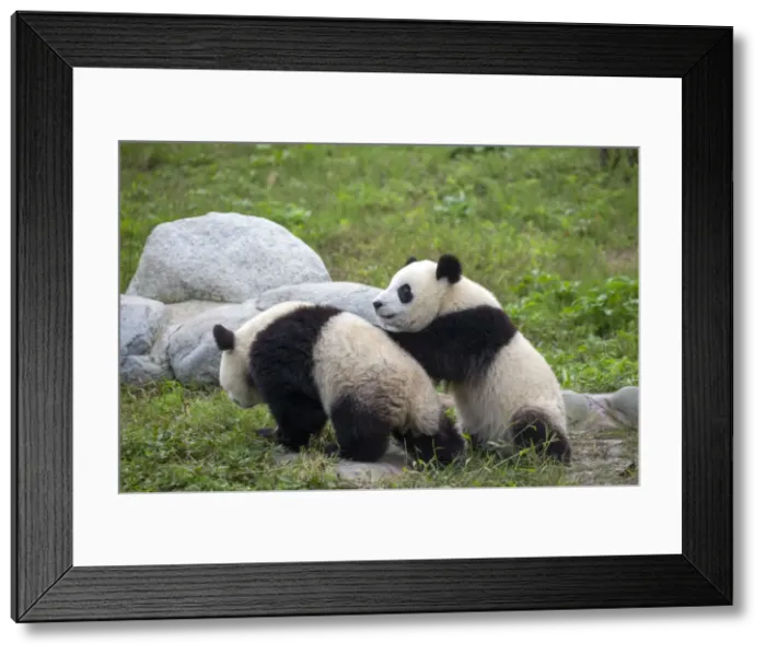 Framed Print : Picture No. 11676767 Framed Print : Picture No. 11676767