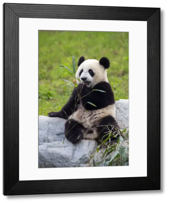 Framed Print : Picture No. 11676769 Framed Print : Picture No. 11676769