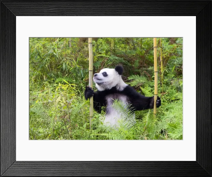 Framed Print : Picture No. 11676771 Framed Print : Picture No. 11676771