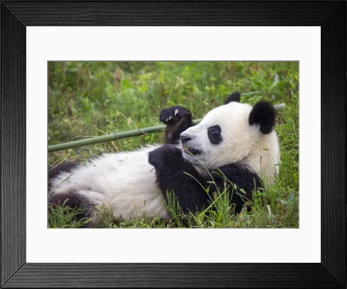 Framed Print : Picture No. 11676770 Framed Print : Picture No. 11676770