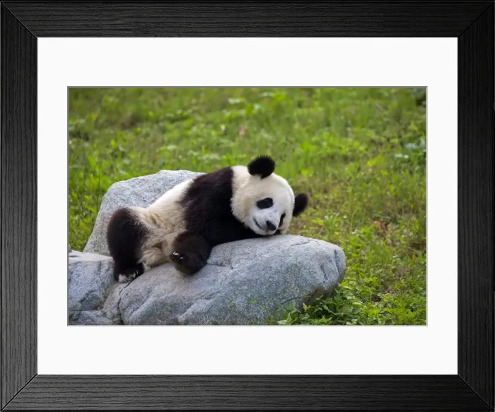 Framed Print : Picture No. 11676773 Framed Print : Picture No. 11676773