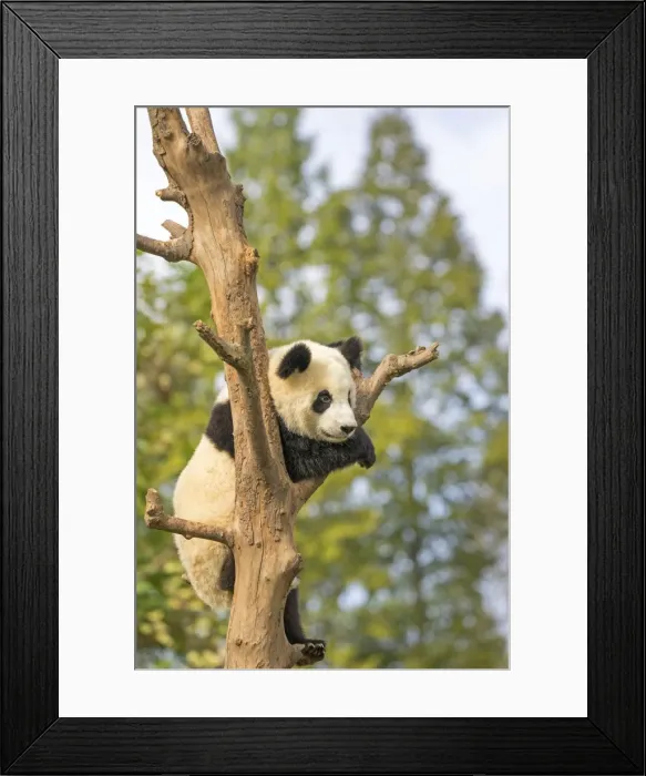 Framed Print : Picture No. 11676774 Framed Print : Picture No. 11676774
