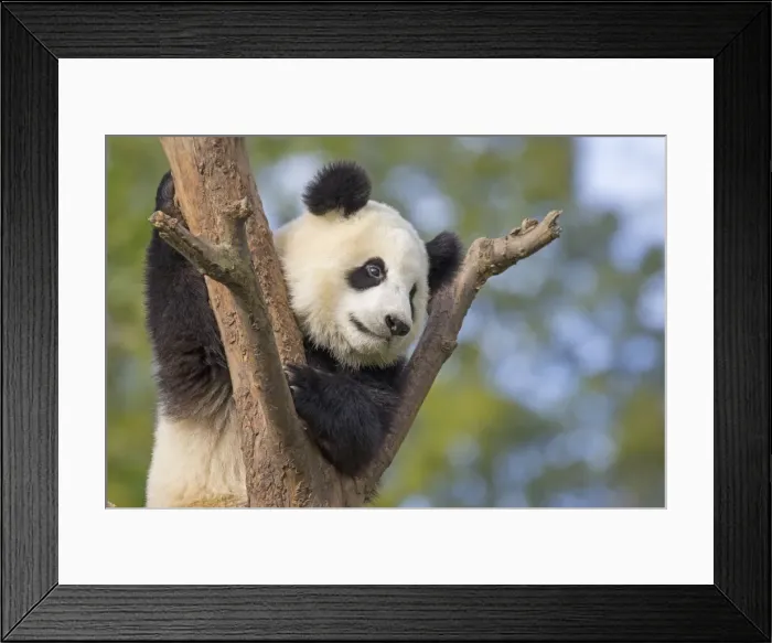 Framed Print : Picture No. 11676776 Framed Print : Picture No. 11676776