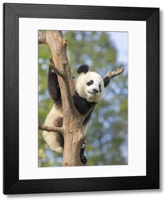 Framed Print : Picture No. 11676777 Framed Print : Picture No. 11676777