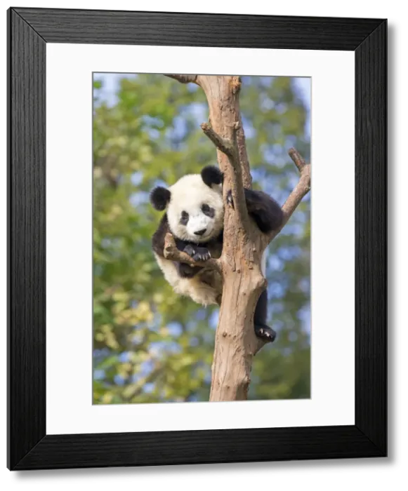 Framed Print : Picture No. 11676779 Framed Print : Picture No. 11676779