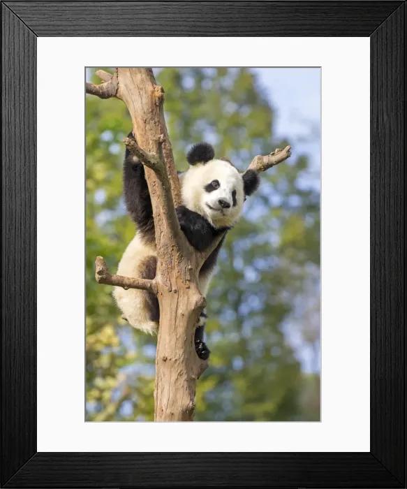 Framed Print : Picture No. 11676778
