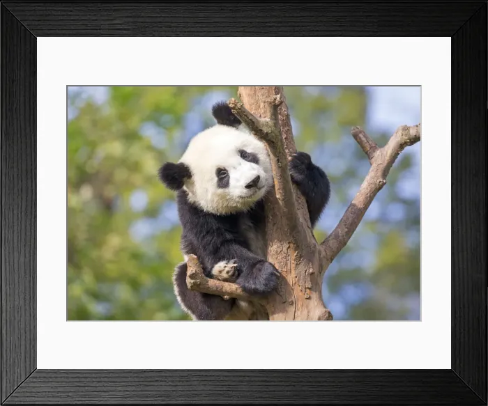 Framed Print : Picture No. 11676781 Framed Print : Picture No. 11676781