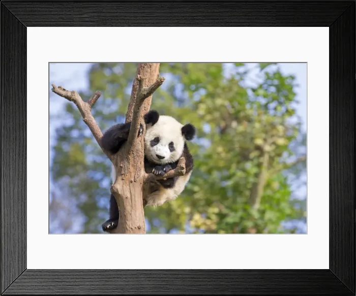 Framed Print : Picture No. 11676780 Framed Print : Picture No. 11676780
