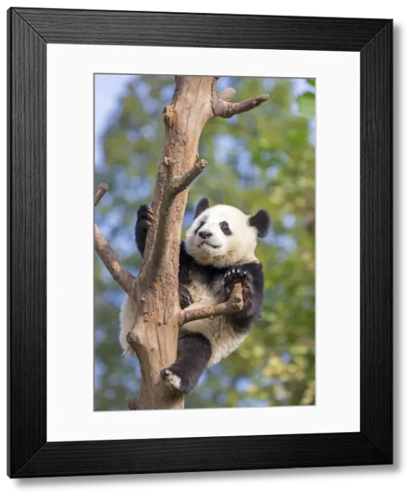 Framed Print : Picture No. 11676782 Framed Print : Picture No. 11676782