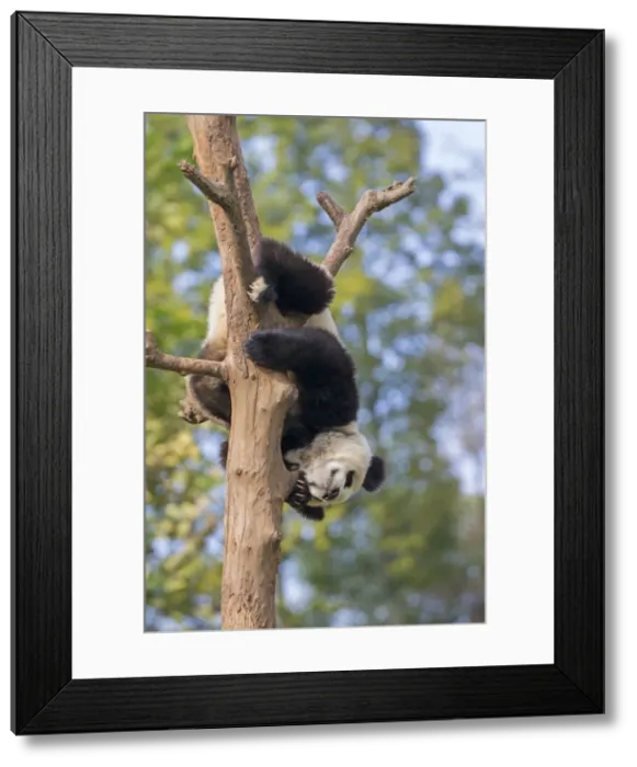 Framed Print : Picture No. 11676785 Framed Print : Picture No. 11676785