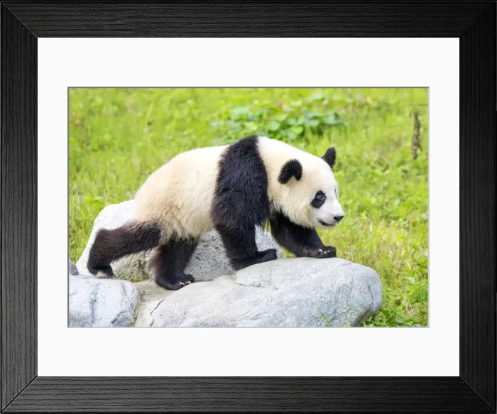 Framed Print : Picture No. 11676786 Framed Print : Picture No. 11676786