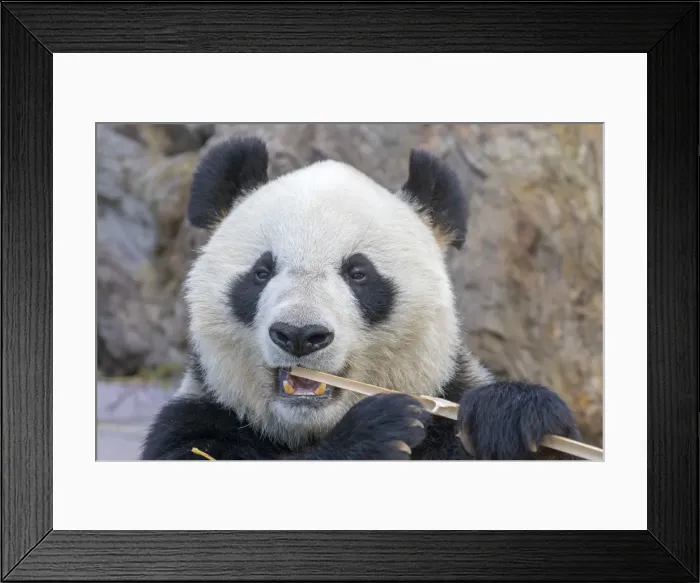 Framed Print : Picture No. 11676788 Framed Print : Picture No. 11676788