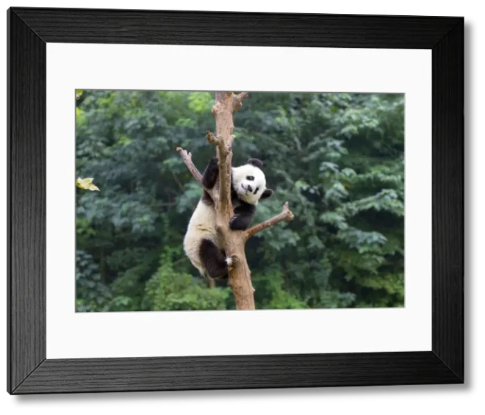 Framed Print : Picture No. 11676792 Framed Print : Picture No. 11676792