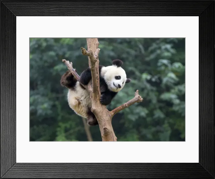 Framed Print : Picture No. 11676793 Framed Print : Picture No. 11676793