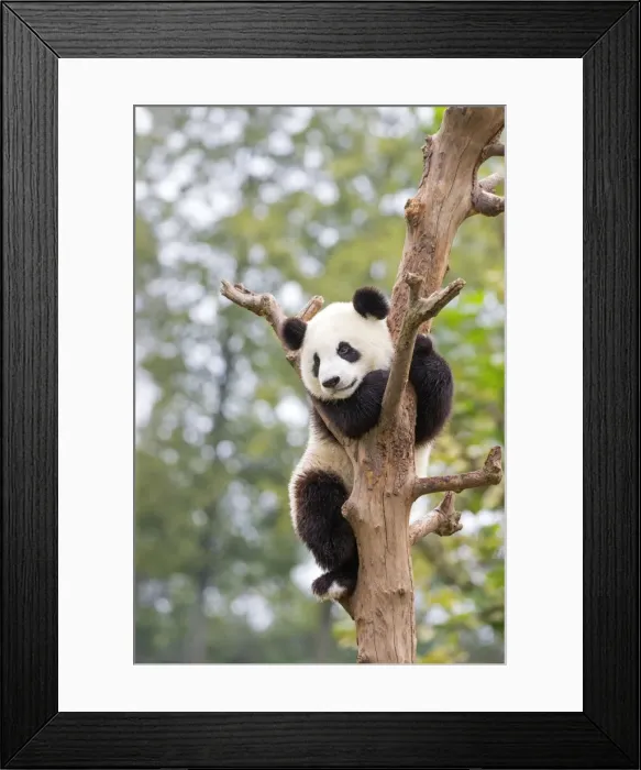 Framed Print : Picture No. 11676791 Framed Print : Picture No. 11676791