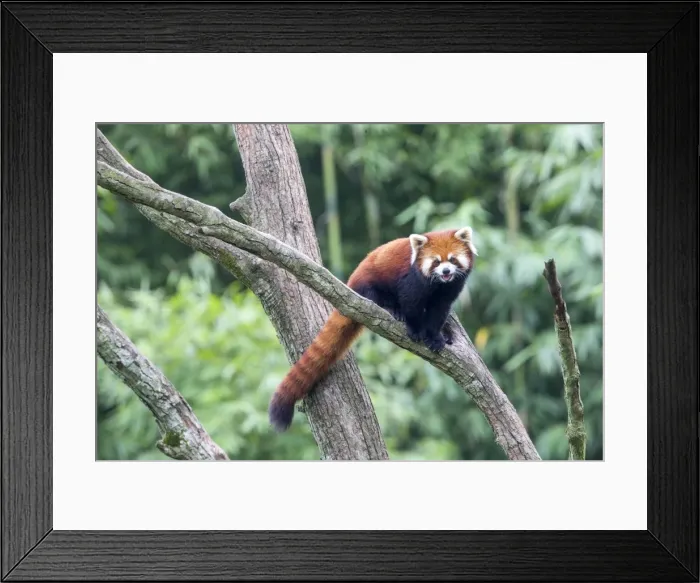 Framed Print : Picture No. 11676795 Framed Print : Picture No. 11676795