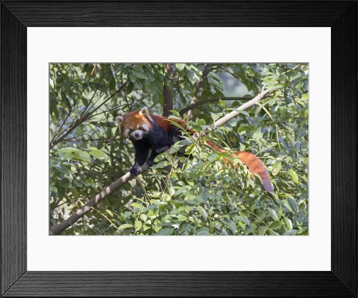 Framed Print : Picture No. 11676797 Framed Print : Picture No. 11676797