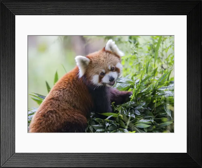 Framed Print : Picture No. 11676796 Framed Print : Picture No. 11676796