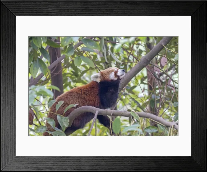 Framed Print : Picture No. 11676798 Framed Print : Picture No. 11676798