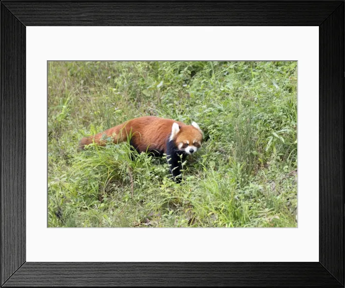 Framed Print : Picture No. 11676799 Framed Print : Picture No. 11676799