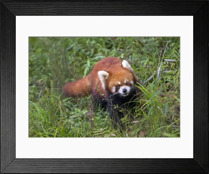 Framed Print : Picture No. 11676801 Framed Print : Picture No. 11676801