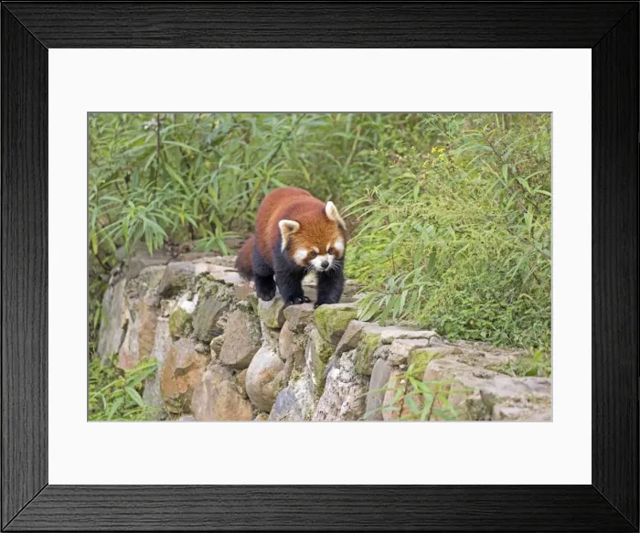 Framed Print : Picture No. 11676800 Framed Print : Picture No. 11676800