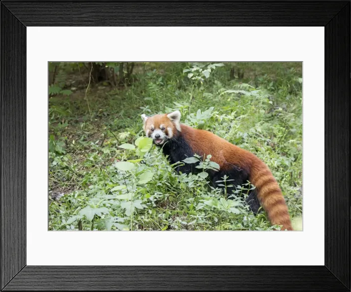 Framed Print : Picture No. 11676803 Framed Print : Picture No. 11676803