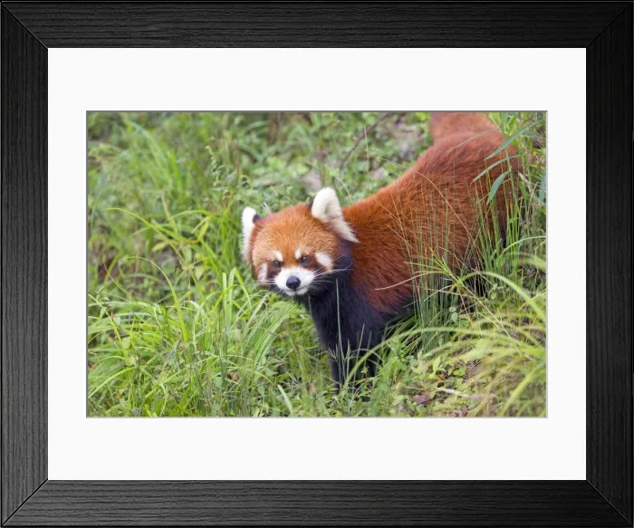 Framed Print : Picture No. 11676802 Framed Print : Picture No. 11676802