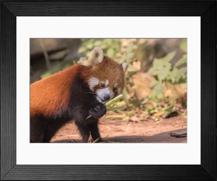 Framed Print : Picture No. 11676804 Framed Print : Picture No. 11676804