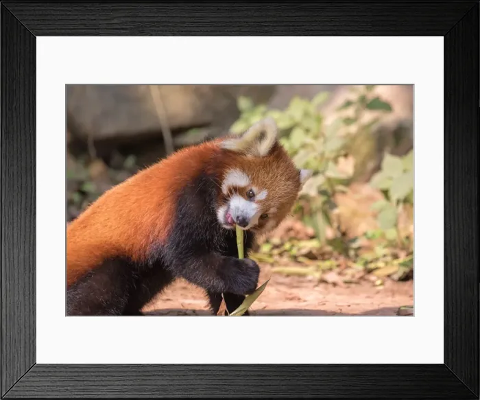 Framed Print : Picture No. 11676805 Framed Print : Picture No. 11676805