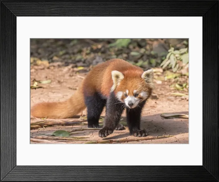 Framed Print : Picture No. 11676807 Framed Print : Picture No. 11676807