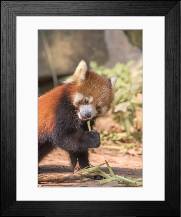 Framed Print : Picture No. 11676806 Framed Print : Picture No. 11676806