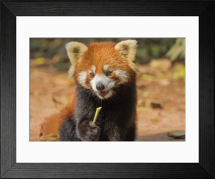 Framed Print : Picture No. 11676808 Framed Print : Picture No. 11676808