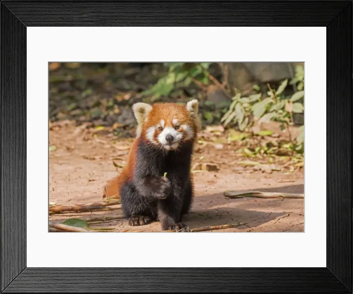 Framed Print : Picture No. 11676809 Framed Print : Picture No. 11676809