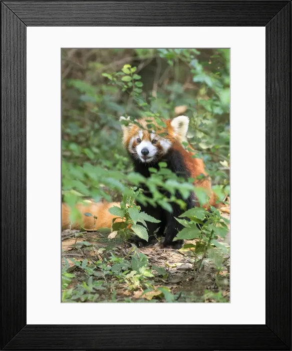 Framed Print : Picture No. 11676810 Framed Print : Picture No. 11676810