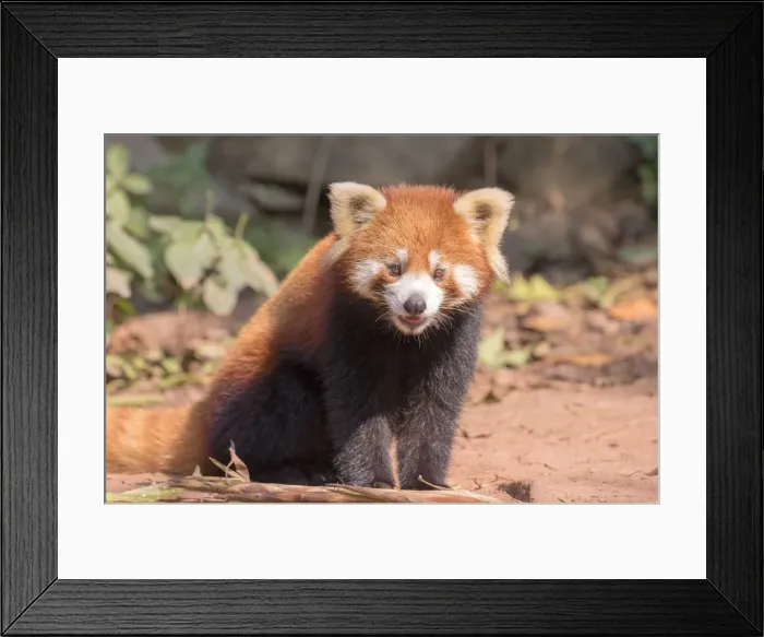 Framed Print : Picture No. 11676811 Framed Print : Picture No. 11676811