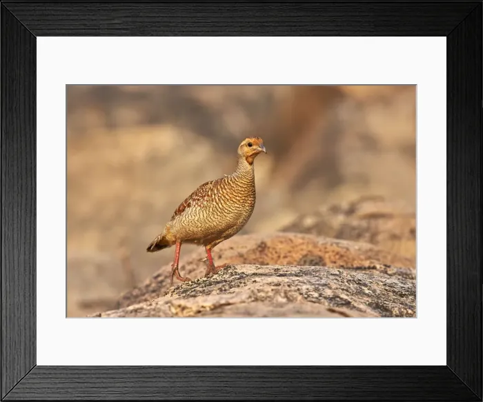 Framed Print : Picture No. 11676816 Framed Print : Picture No. 11676816