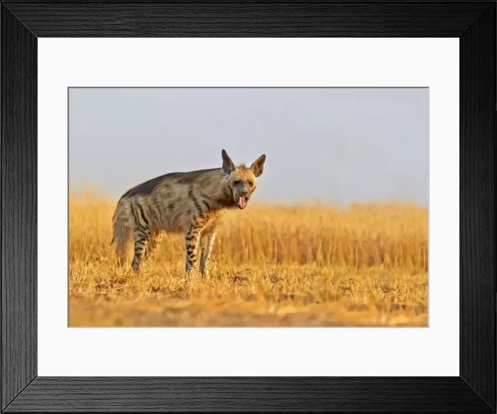 Framed Print : Picture No. 11676815 Framed Print : Picture No. 11676815
