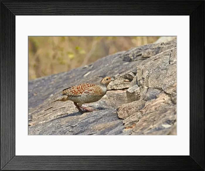 Framed Print : Picture No. 11676817 Framed Print : Picture No. 11676817