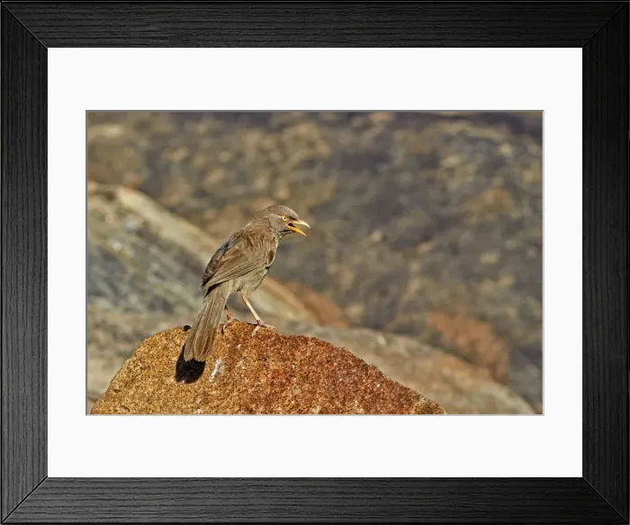 Framed Print : Picture No. 11676818 Framed Print : Picture No. 11676818